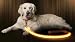 Illumiseen LED Dog Leash - USB Rechargeable - Your Dog Will Be More Visible & Safe - 6 Colors (Red, Blue, Green, Pink, Orange & Yellow) - Perfect to Use with Our Matching Collar (6 Feet, Orange)