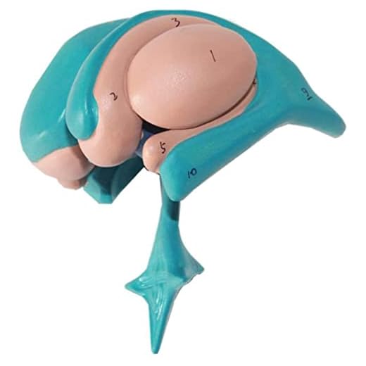 Anatomi modell, montering pedagogisk modell anatomisk hjärna modell basal kärna thalamus caudate anatomy modell anatomisk hjärnmodell med digital tecken vetenskaplig anatomisk mänsklig hjärnmodell kom