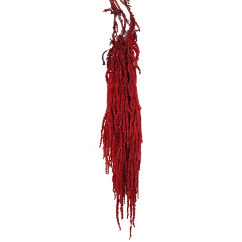 Amaranto seco natural 60-80 cm color rojo oscuro miniatura 2