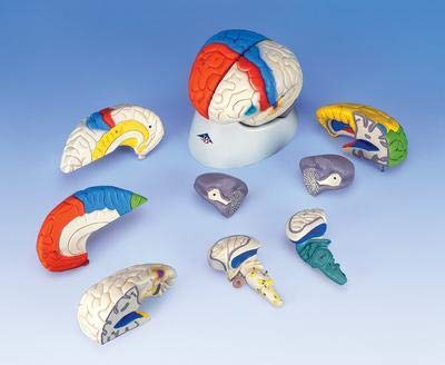 C22 - Description : Neuro-Anatomical Brain - 3B Scientific Neuro-Anatomical 8 Part Brain - Each