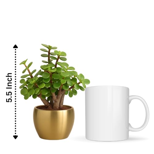 Image of Half Engineer Jade Plant In Gold Tone Metal Pot 3 X 3 Inch Pot Included with Rakhi |Rakshabandhan Gift For Brother Bro Bhai (Rakhi Gift Set)