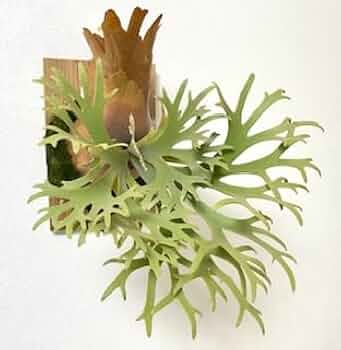 つ*ー様 ビカクシダ　ウィリンキー　ナノ　スポア　ドワーフ Amazon.co.jp: frog_yamato【willinckii Nano】ウィリンキー