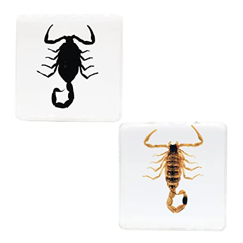 Image of Insect Specimens Set, Black Scorpion and Yellow Scorpion Specimens in Resin, Animal Taxidermy Collection for Science Education & Desk Ornament, (FBBJ-03)
