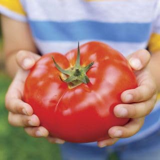 Big Beef Tomato Seeds – Hybrid, Non-GMO, 250 seeds