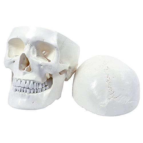 Image of ISKO | Life Size Human Skull Model | With Magnetic upper head | Model Classic Anatomical Skull with Removable Calvarium and Articulating Jaw | 3 Parts | Made with Resin | 1 Pc.