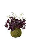 DECOALIVE Kokedama Artesanal Trébol Púrpura Planta Viva de Interior Decorativa