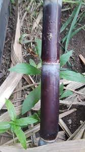 See full amazon price history chart for Black sugarcane plant || plant for black sugercane || pack of 5 Black sugarcane plant || plant for black sugercane || pack of 5 (B0CTGHSNNS) Amazon Price History, Amazon Price Tracker