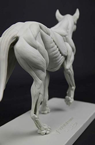 Image of 3dtotal Anatomy: Canine Figure