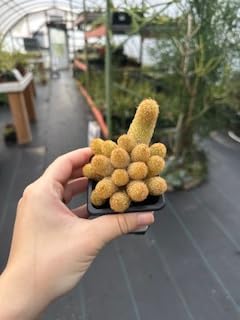 Lady Finger Cactus Mammillaria elongata