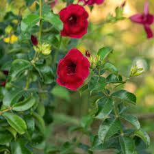 Generic Red Allamanda Climber Flower Live Plant, Pack of 1 - Image 5