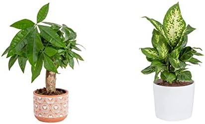 Costa Farms Live Money Tree, Easy Care Indoor Plant, Mini Bonsai in Terracotta Décor Planter Pot 10-in Tall & Dieffenbachia, Air Purifying Live Indoor Plant 12-14 in Tall