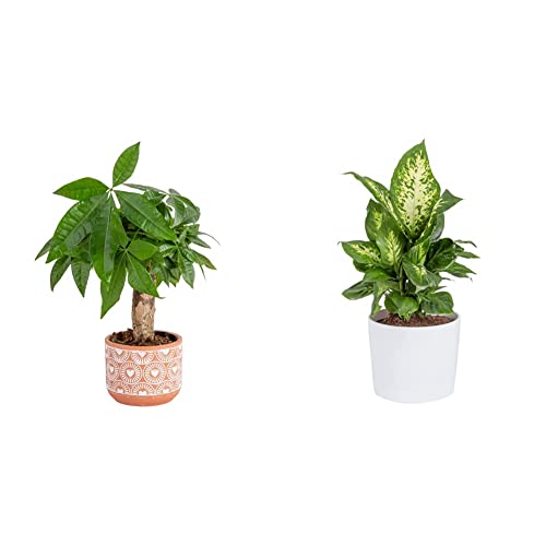 Costa Farms Live Money Tree, Easy Care Indoor Plant, Mini Bonsai In Terracotta Décor Planter Pot 10-In Tall & Dieffenbachia, Air Purifying Live Indoor Plant 12-14 In Tall #TOP22