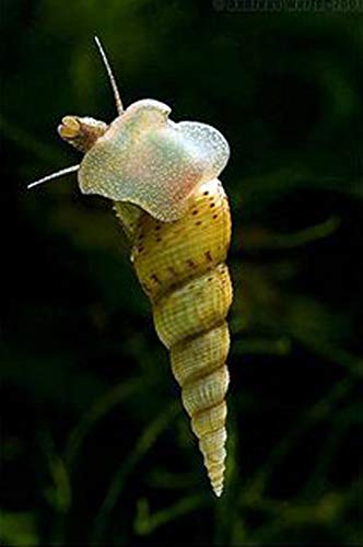 5+ Large Malaysian Trumpet Snails, 1/2-1 inch - Excellent Freshwater Tank Cleaners, consumers of...