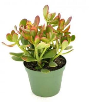 WingDong Crassula Ovata Jade Plant with Pot Big Leaf Lucky plant Lucky Vastu Plant perfect bonsai - Image 5 thumbnail