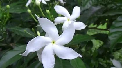 Image of Chandani White Flower Live Plant | Chandani Plant with Pot | White Flowering Plant for Home Garden Balcony Outdoor