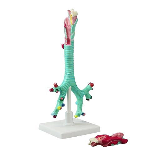 Image of VAR479 Human Larynx, Trachea and Bronchi Model | Life Size | 2 - Part | Respiratory System Anatomical Model