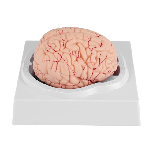 Cerveau humain pour étude en classe de sciences et support didactique d'anatomie