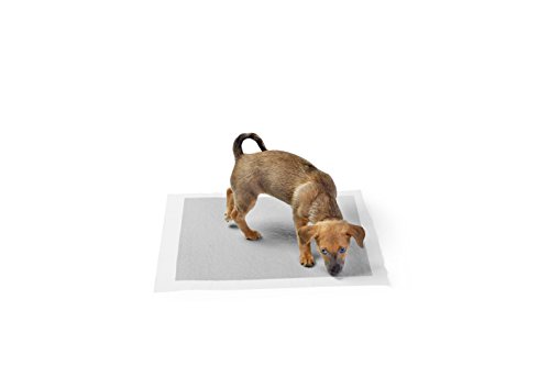 Amazon Basics Trainingspads für Hunde und Welpen mit Kohlenstoff zur Geruchskontrolle, auslaufsicheres Design mit schnell trocknender Oberfläche, Regulär(80 Stück), Grau