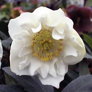 Amazon | 【クリスマスローズ ダブルファンタジー 八重咲きニゲル種