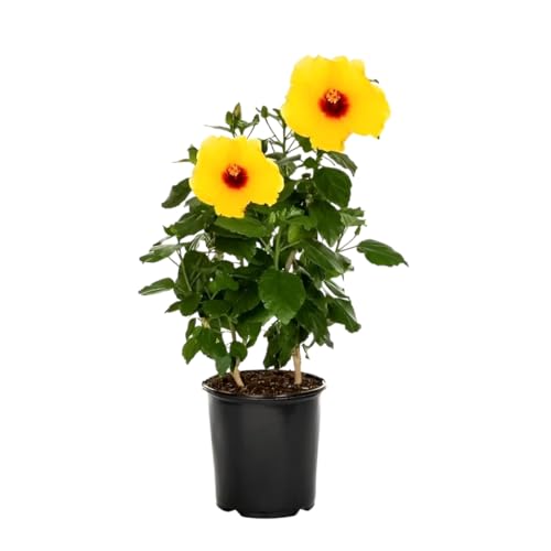 Image of Yellow Double Petal Hibiscus Flower Live Plant Tree | Vibrant Yellow Blooms | Easy to Grow Low Maintenance Plant | Perfect for Home Garden, Indoor & Outdoor Spaces (Without Pot)
