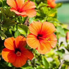 Greentower Pure Orange Plant Colour Hibiscus Live Plant Healthy Grafted Hybrid Plant Pack of 1