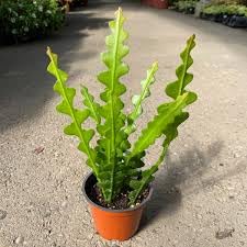 New Fresh 65pcs Epiphyllum Anguliger Plant Seeds Generic