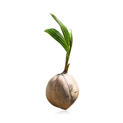 SEDLAV Coconut Tree Green Nucifera Live Palm - Sprouted Coconut