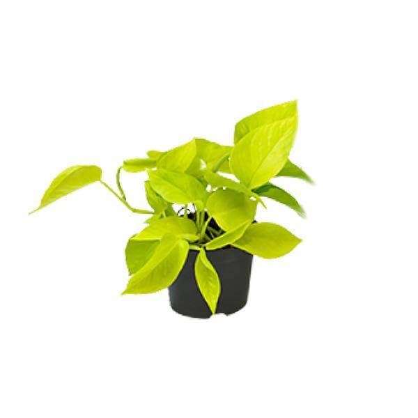 Efeutute Epipremnum Golden Pothos Zimmerpflanze 4 Pflanzen Ø12 cm H15 cm