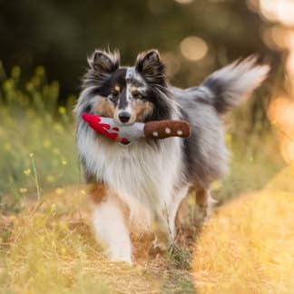 Howling Haunts_DoggyDagger