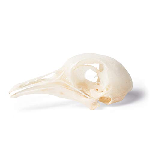 Image of 3B Scientific GmbH T30071 Pigeon Skull