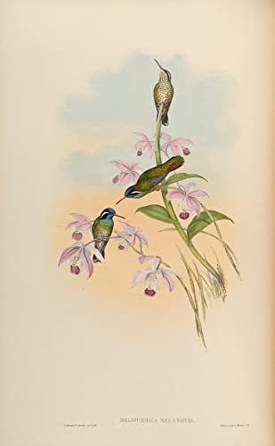 Affiche oiseau Heliopaedica Melanotis par John Gould de 60x90cm en toile pour salon