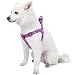 Blueberry Pet 19 Colors Step-in Classic Dog Harness, Chest Girth 20" - 26", Violet, Medium, Adjustable Harnesses for Dogs