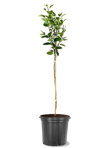 American Plant Exchange Baldwin Pear Trees, 5 Gallon Pot, 3-4ft Tall, Semi-Self Pollinating, Live Fruiting Tree, Large Outdoor Landscape Plant, White Flowers, Fresh Pears for Canning or Desserts
