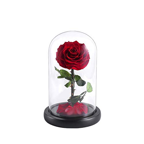 YEPLINS Kit de rose La Belle et la Bête, rose éternelle dans le verre, cadeau d'anniversaire romantique pour petite amie Cover