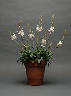Gaura Lindheimeri Sparkle White Seeds
