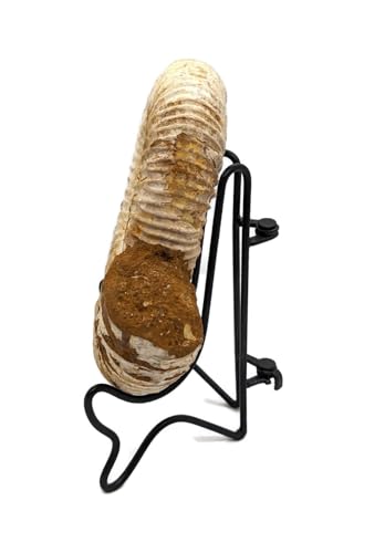 Image of Large Fossil Ammonite with Stand. 3.50 to 4.00 inch. Genuine Ammonite from Madagascar.