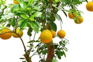 Vamsha Nature Care Live Hybrid Dwarf Pomelo Grapefruit Plant