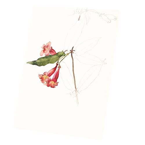 Tableau fleurs aquarelle toile imprimée dessin déco murale 40x53