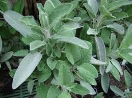 Miniatura 7 de Sage Herb 150 Semillas (Salvia officinalis) Heirloom - Sin OMG - Polinizado abierto