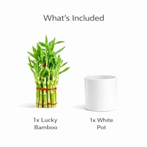 Image of Lucky Bamboo Plant in White Ceramic Pot | Indoor Live Plant for Home & Office Decor | Low Maintenance, Air Purifying & Feng Shui Good Luck Plant