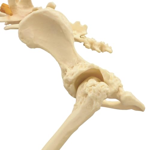 Image of Dog Skeleton Model,Canine Hip Model,Normal Hip Knee Joint Replica for Canine Anatomy for Veterinary Office Educational Tool Organs Model (Canine Hip)