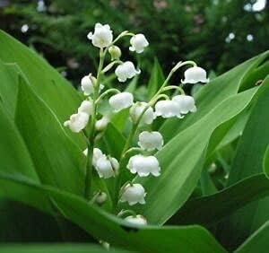 5 LÃ¡Â»ÂvÃ¡ÂºÂ¹ PlÃ¡ÂºÂ¡nts LÃ¡Â»Âly ThÃ¡ÂºÂ¹ VÃ¡ÂºÂ¡llÃ¡Âº of Sales results New mail order No. 1