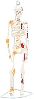 85cm Human Skeleton Anatomical Model， Corper Bones with Colored Muscles and Genter， Science Classroom Decor， Teachinguseful SaiFei