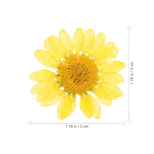 Flores Secas Pressed Natural 60pcs Para Manualidades miniatura 2