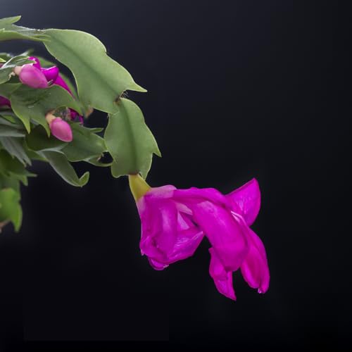 TriStar Plants - Thanksgiving Cactus - 4" inch Pot, Fasle