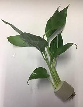 Image Lincolnshire Pond Plants Ltd Aquarium Live Plant Walissi Image Lincolnshire Pond Plants Ltd Aquarium Live Plant Walissi