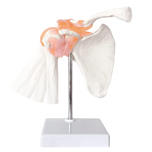 Image of Anatomical Shoulder Joint Model Medical Anatomy Skeleton, Human Body Shoulder Ligament Model Anatomy Replica of Norma Shoulder Joint for Doctors Office Educational Tool,