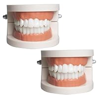 Zahnmodell Kinder Gebiss Modell 2Pcs Zahnpflege Modell Demonstration Tool Zähne Modell Standard für Lehre, Zähne Dental Demonstrationsmodell Zahnmodell