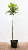 PlantaPro
