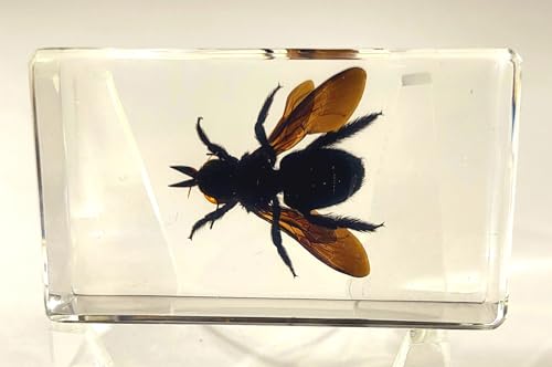 Image of 2.3 inch Real Carpenter Bamboo Bee in Crystal Clear Lucite Resin Specimen Preserved Insect Taxidermy Crafts Collection for Biology Science Education & Desk Ornament Display Supplies Paperweight